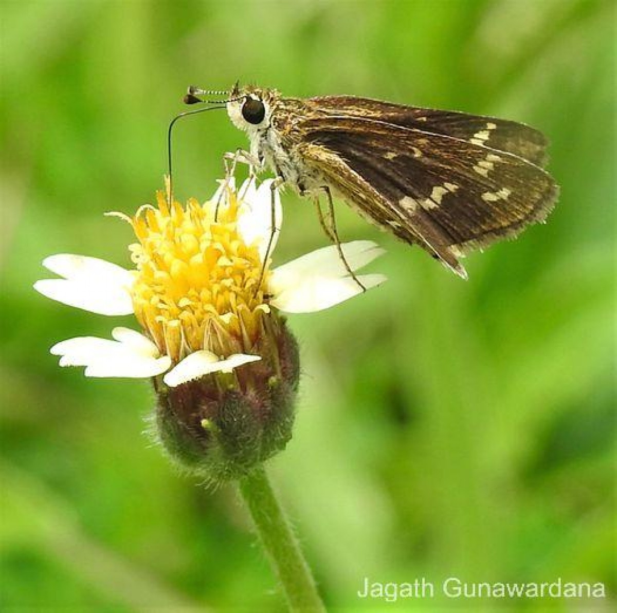 Taractrocera maevius  Fabricius, 1793